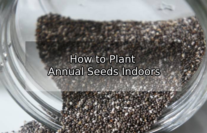 How to Plant Annual Seeds Indoors