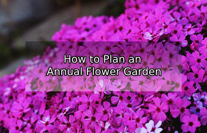 How to Plan an Annual Flower Garden