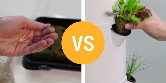 Seeds vs. Seedlings