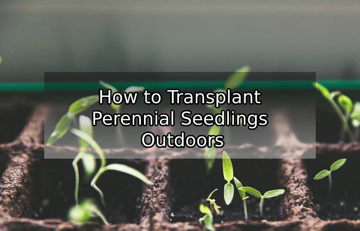 How to Transplant Perennial Seedlings Outdoors