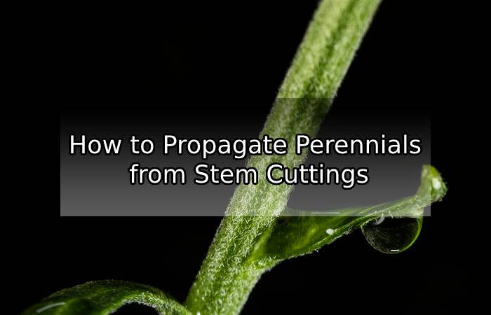 How to Propagate Perennials from Stem Cuttings
