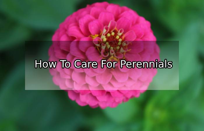 Perennial Flower Care : Watering, Fertilizing, Mulching
