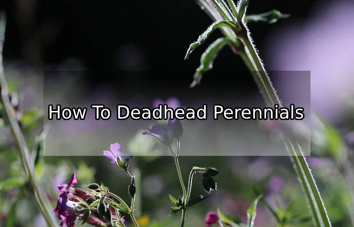 What Is The Best Way To Deadhead Perennials