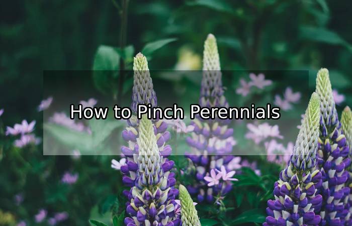 Why You Need To Pinch Back Perennials