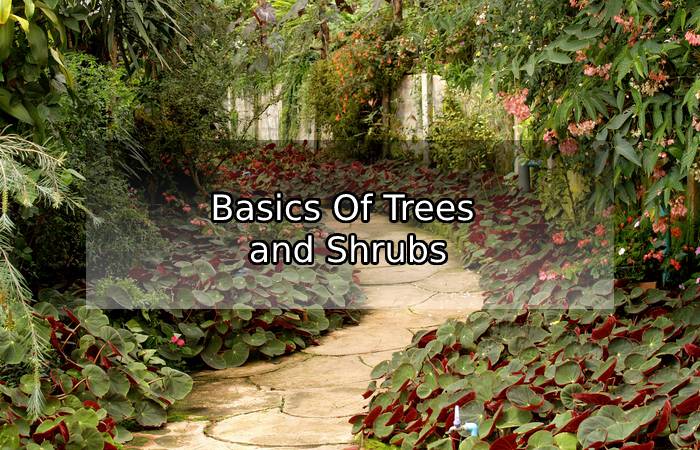 The Beginner’s Guide  Of Growing Trees and Shrubs
