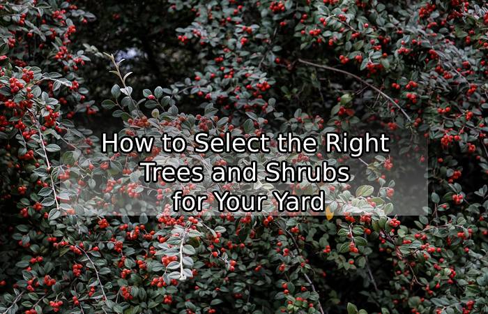 How to Select the Right Trees and Shrubs for Your Yard