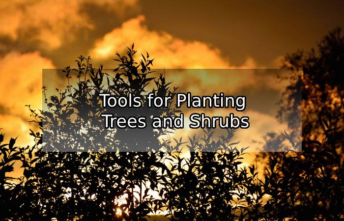 Tools You Need When You’re Planting Trees And Shrubs