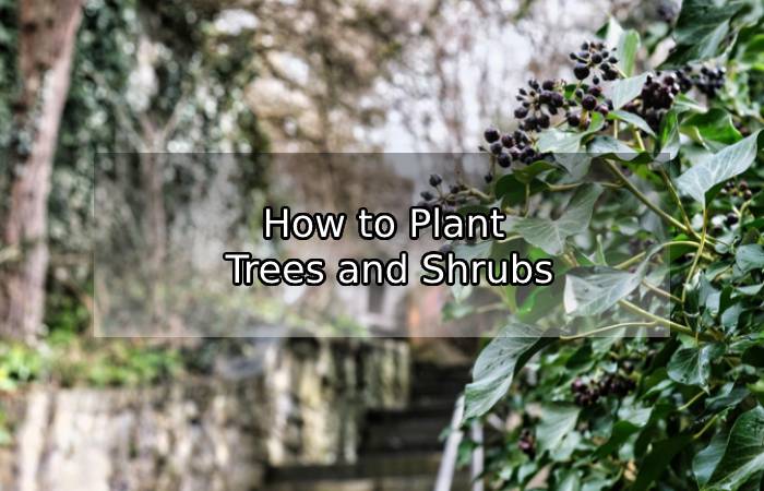 How to Plant Trees and Shrubs