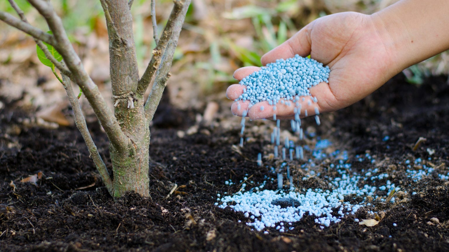 How to Fertilize Trees and Shrubs