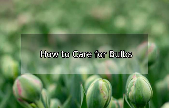How to Care for Bulbs