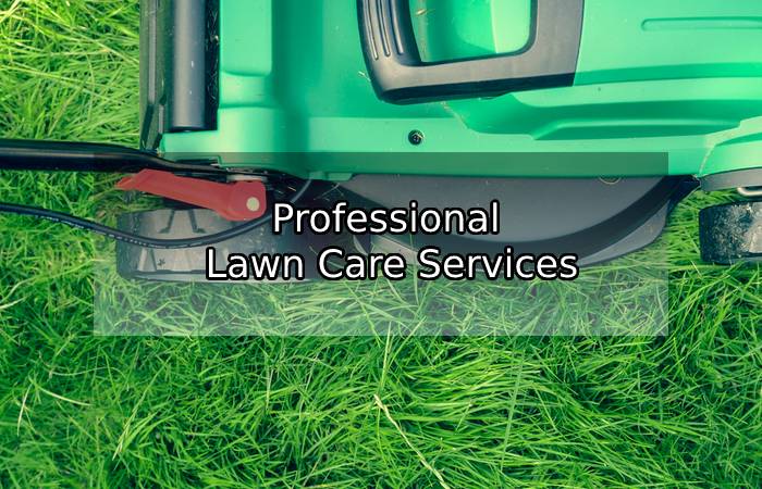 What Are Professional Lawn Care Services?