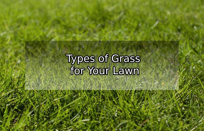 6 Best Grasses For Your Lawn
