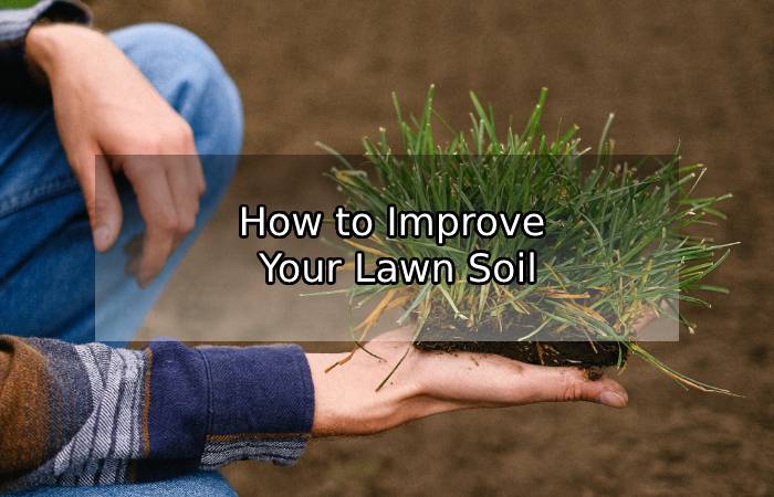How to Improve Your Lawn Soil