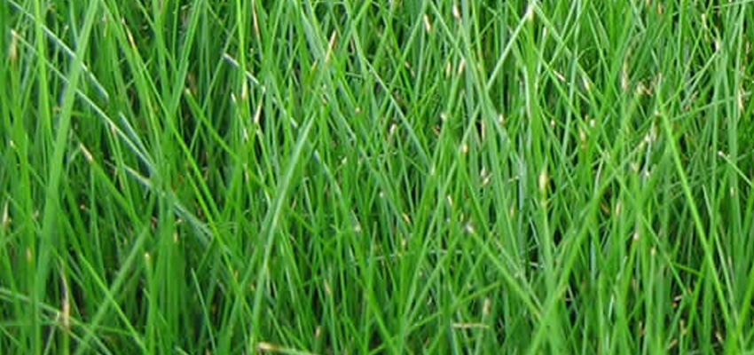 Types of Grass - Fine Fescue