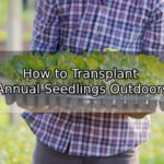 How to Transplant Annual Seedlings Outdoors