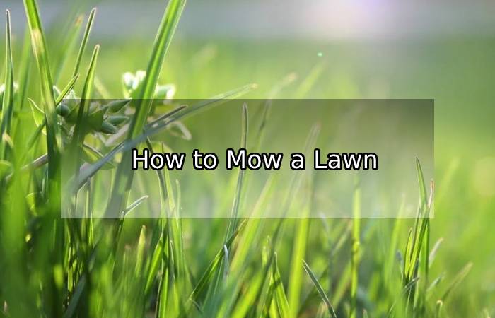 How to Mow a Lawn Correctly