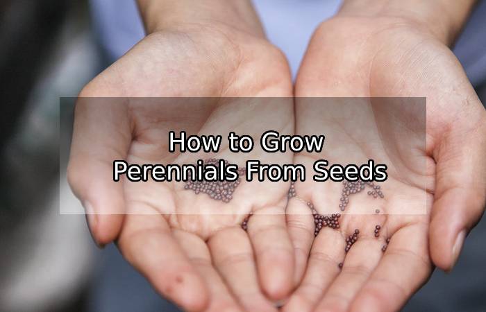 How to Grow Perennials From Seeds