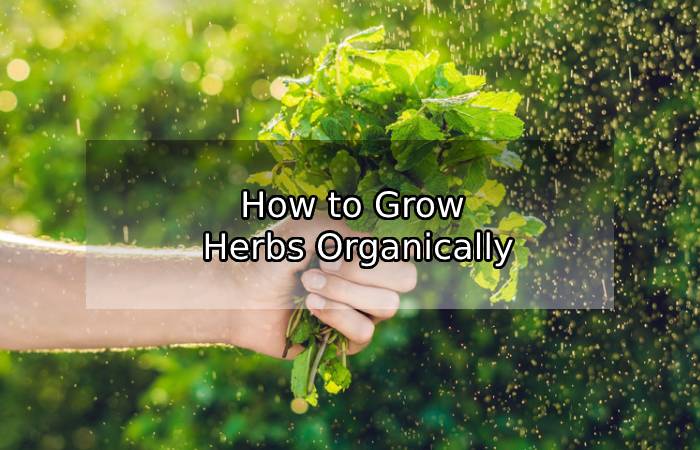 How to Grow Herbs Organically