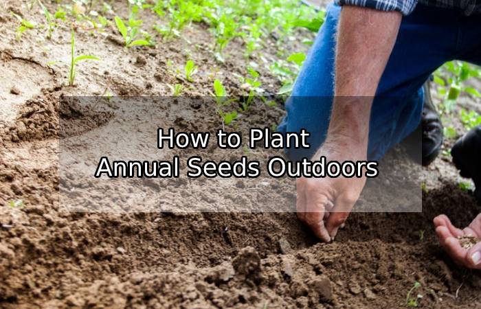 How to Plant Annual Seeds Outdoors