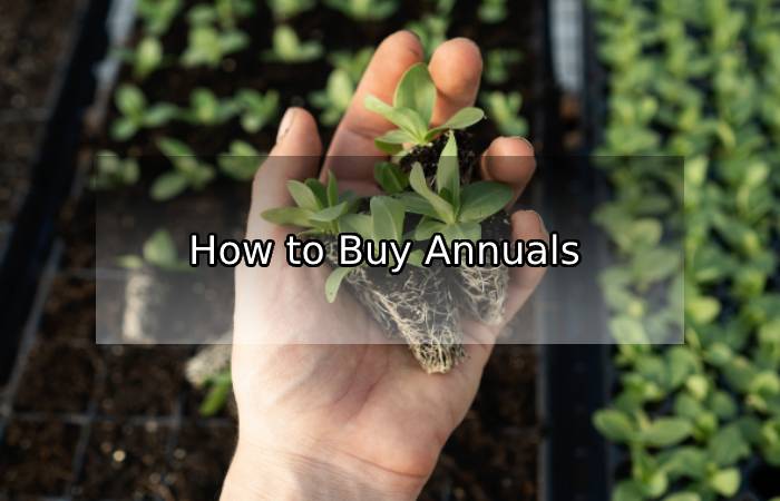 How to Buy Annuals