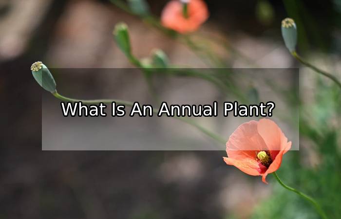 The Basics of Annuals – What Is An Annual Plant?