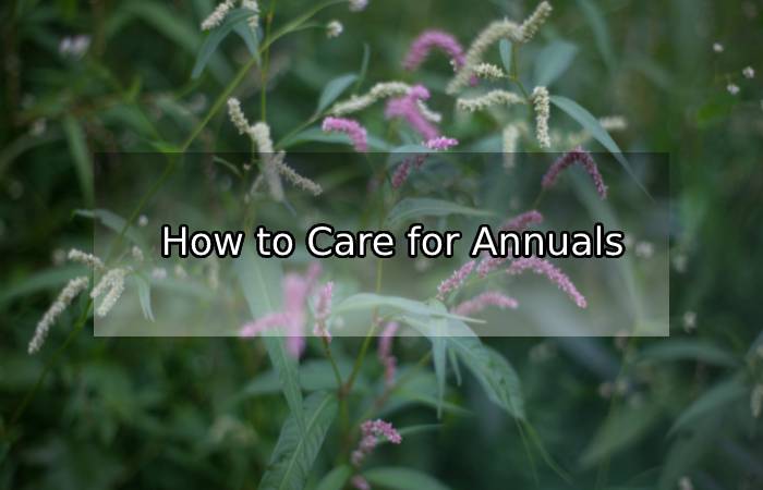 How to Grow Annual Plants