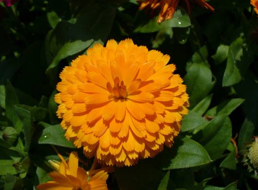 Blooming Full Sun Marigold Annual Flower